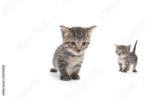 Two cute tabby kittens on white