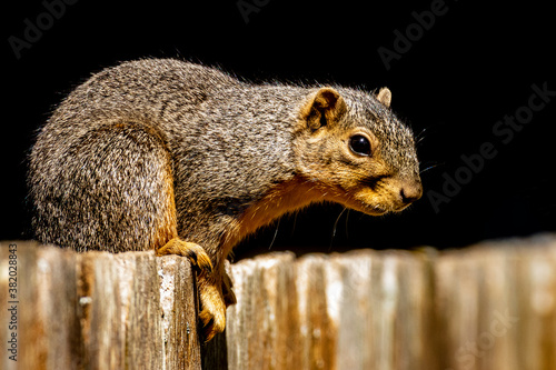 Squirrel on a fence
