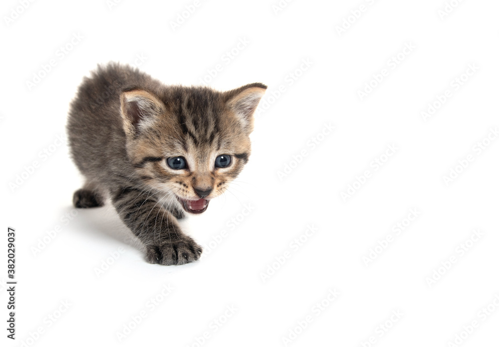 Obraz premium Cute tabby kitten on white background
