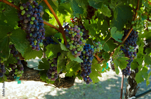 Grapes ripening in vineyard in St. Helena, Napa Valley California. photo