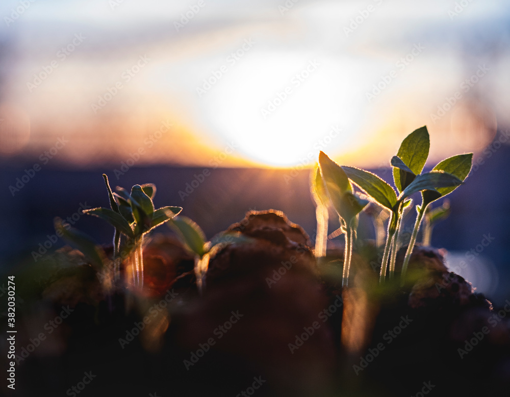 Ταπετσαρία Pousses de jardin au soleil couchant