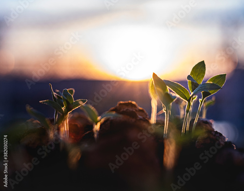 Valokuva Pousses de jardin au soleil couchant