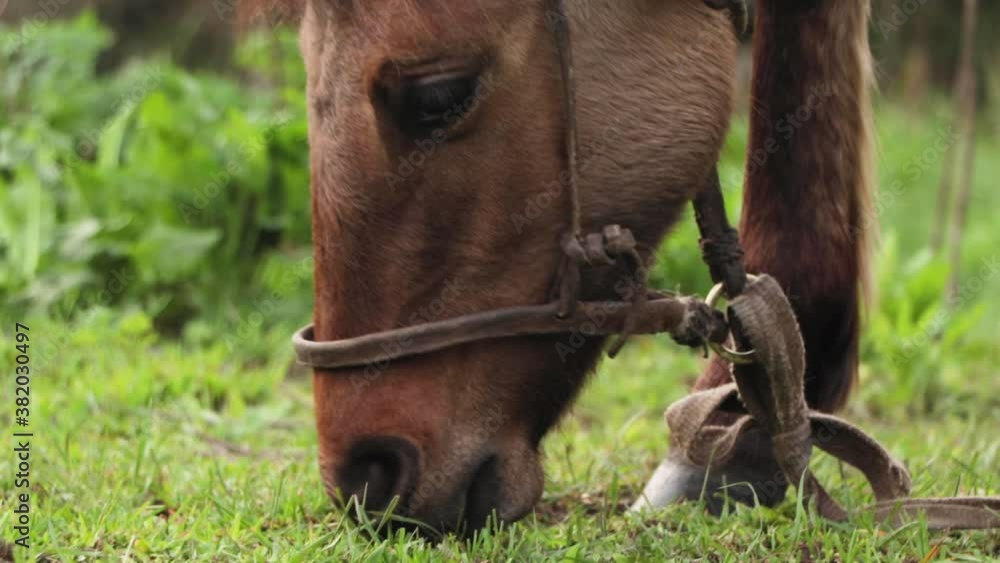 Argentine brown horse grazing in a field in Patagonia, South America Argentine brown horse grazing in a field in Patagonia, South America