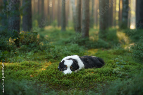 dog in a pine forest. Australian Shepherd in nature. sunny Landscape with a pet. 