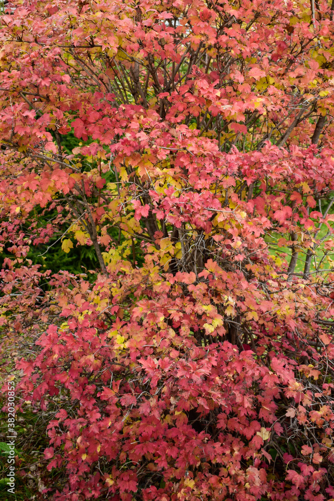 Viburnum bush in autumn colors