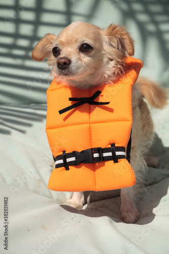 Bild auf Leinwand Cute Chihuahua dog in a Halloween costume nautical orange life vest