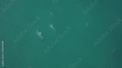 Vertical aerial: Wild Humpback Dolphins in green Indian Ocean water photo