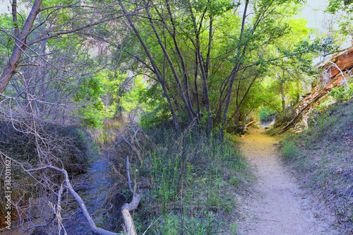 Oasis in Lower Calf Creek Falls views of Forest and Horsetail (Equisetum hyemale) field from the hiking trail Grand Staircase-Escalante National Monument in Southern Utah. United States. photo