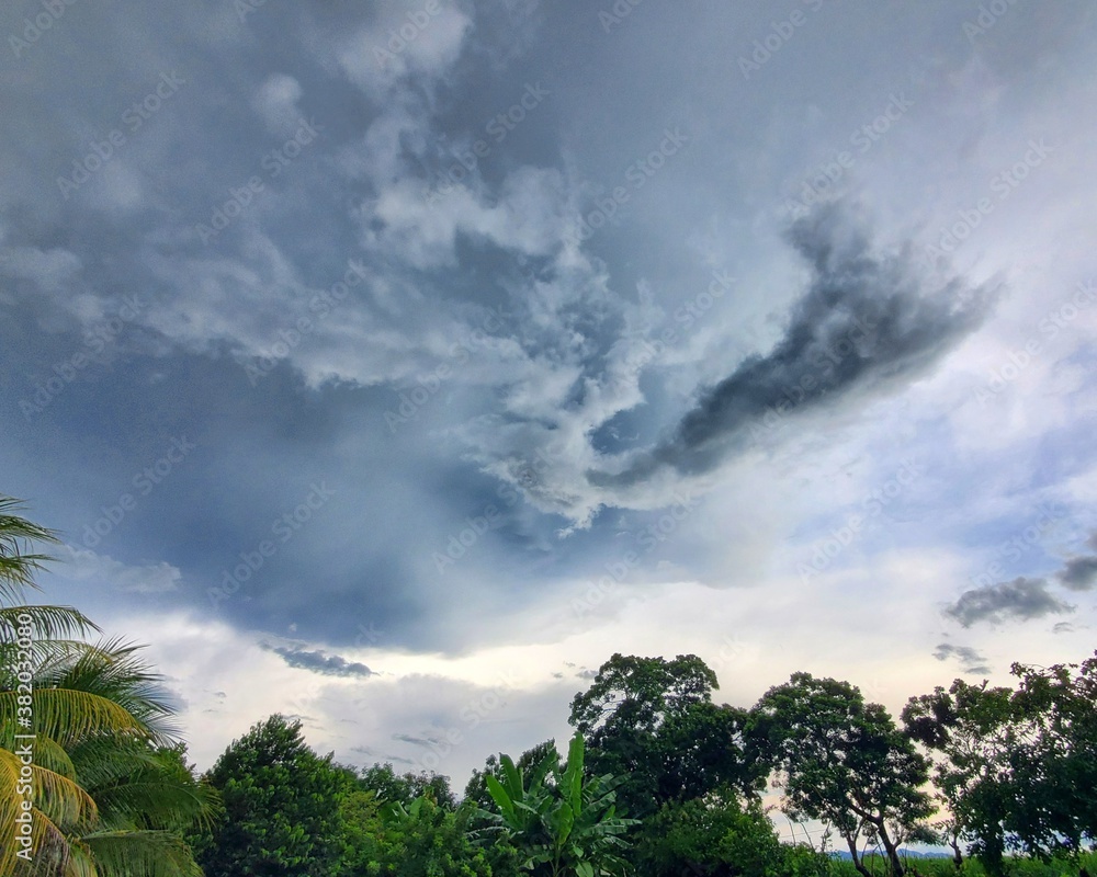 Obraz premium tree on the hill