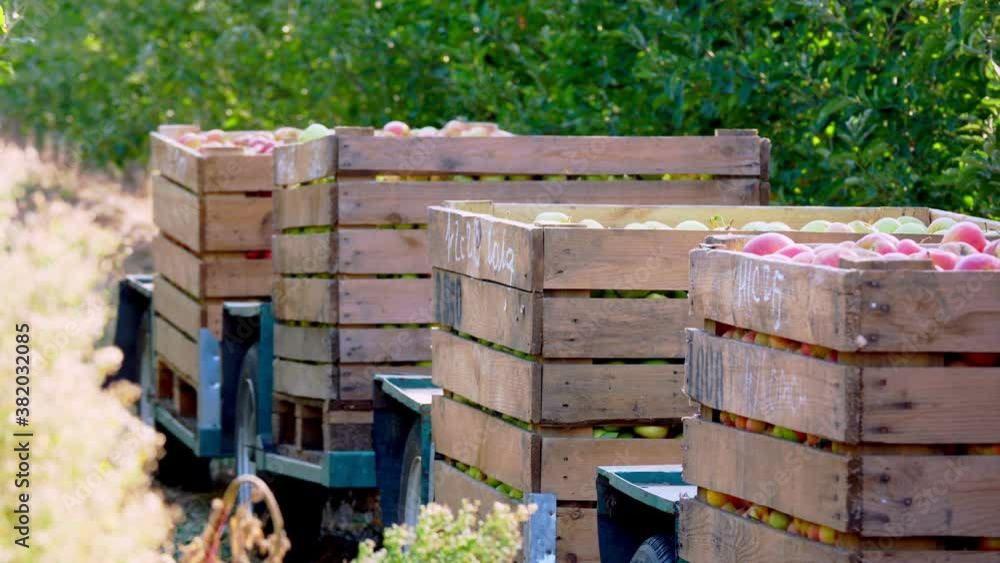 apple harvest. large wooden crates, boxes with freshly picked apples, in farm orchard. autumn sunny day. Agriculture. apple harvest. large wooden crates, boxes with freshly picked apples, in farm orchard. autumn sunny day. Agriculture.