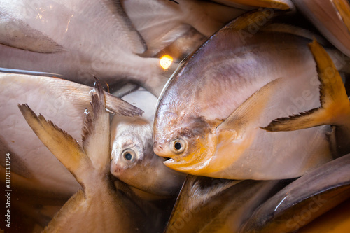 Dead fish closeup from Mumbai fish market in India.