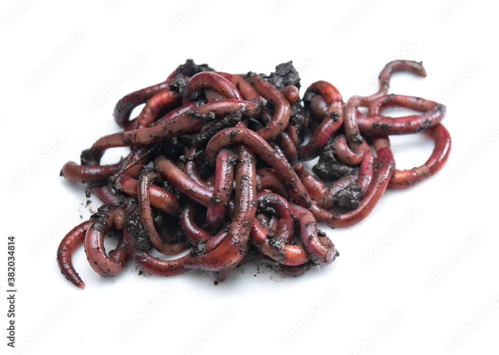 Group of Earthworms (Dendrobena Veneta) in black soil isolation on white background Group of Earthworms (Dendrobena Veneta) in black soil isolation on white background