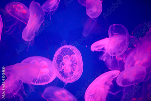 jelly fish in the aquarium