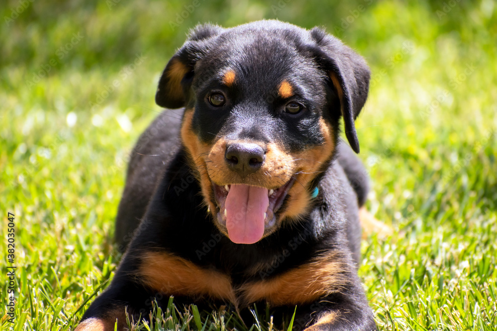 puppy rottweiler