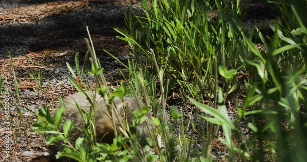 Close up shot of a wild marmot eating grass, found in Upper Mesa Falls area. Close up shot of a wild marmot eating grass, found in Upper Mesa Falls area.