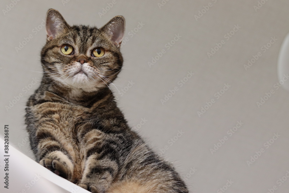 キャットタワーから下を見る猫のアメリカンショートヘア
American shorthair cat looking down from the cat tower.
