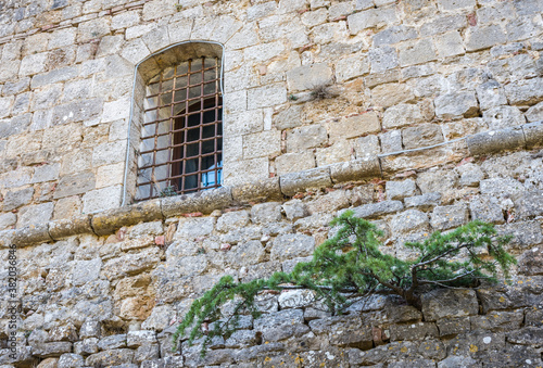 Pine growing from the wall of a medieval sandstone house with a window in Montepulciano, Tuscany, Italy © Sergey