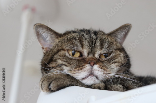 モデルのようにポーズする猫のアメリカンショートヘア
American shorthair cat that poses like a model.