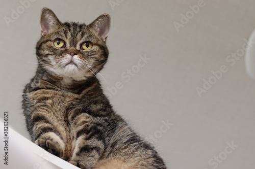 キャットタワーから下を見る猫のアメリカンショートヘア American shorthair cat looking down from the cat tower.