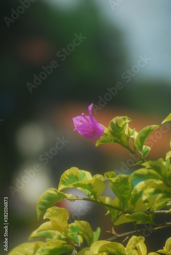 Beautiful field meadow flowers chamomile, blue wild peas in morning against blue sky with clouds, nature landscape, close-up macro. Wide format, copy space. Delightful pastoral airy artistic image.