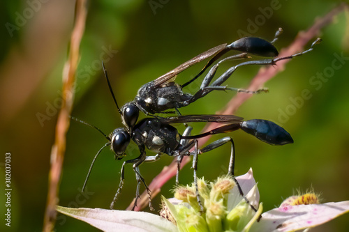 A pair of thread-waisted wasps (Eremnophila aureonotata) performing some summertime copulation. Raleigh, North Carolina.