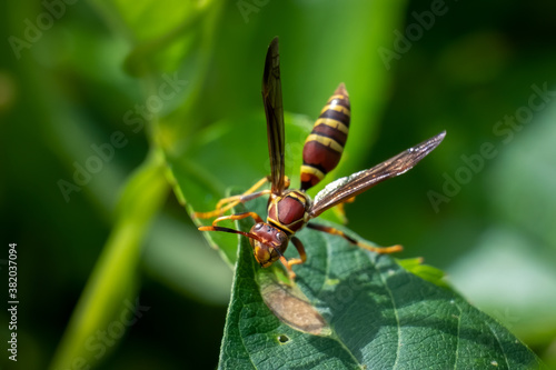 A Guinea paper wasp (Polistes exclamans) in a ready stance. photo