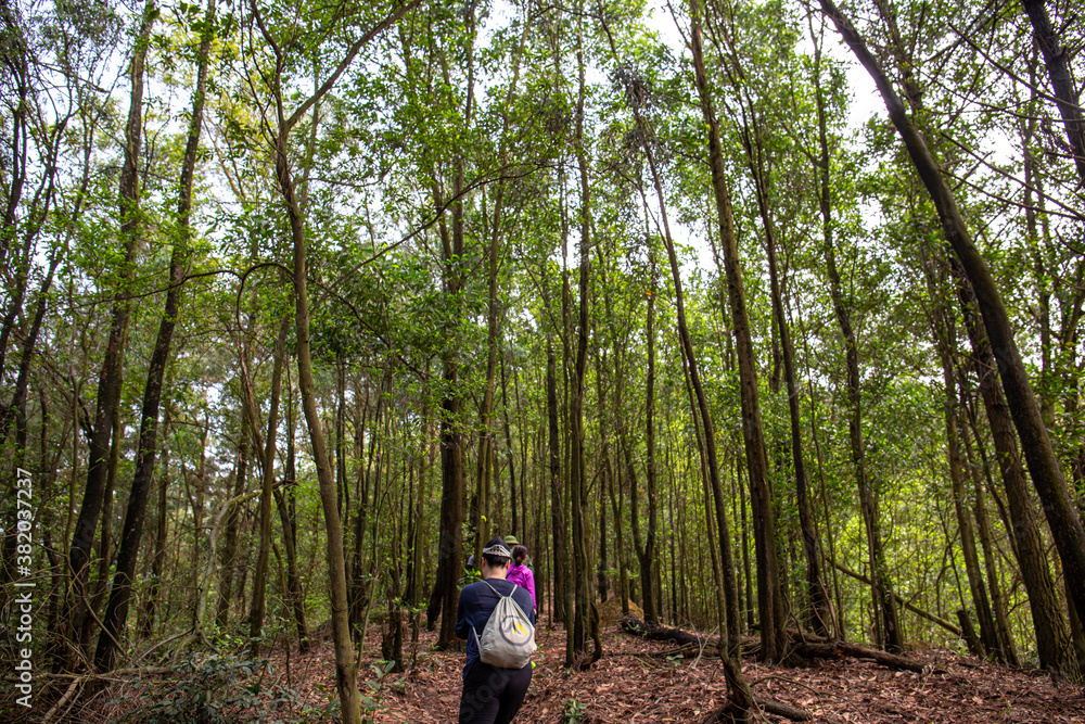 Traveller in the forest. Trekking is very popular in Vietnam Traveller in the forest. Trekking is very popular in Vietnam