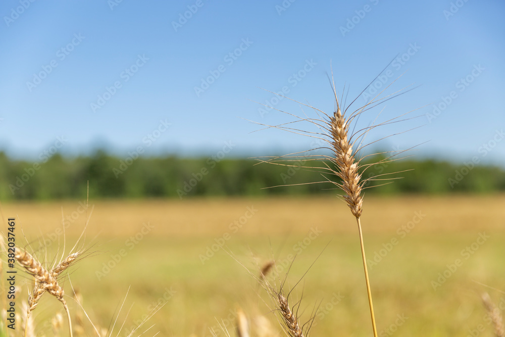Fototapeta premium Tige de blé dans un champ