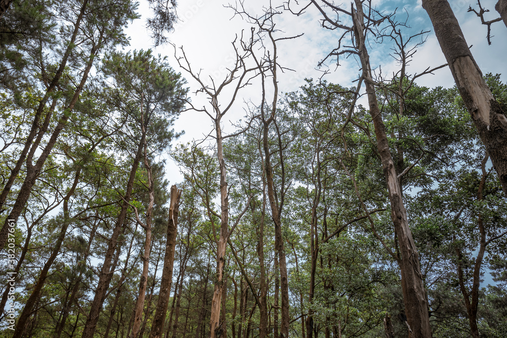 Fototapeta premium Tropical forest in Vietnam. Tropical rainforests can be characterized in two words: hot and wet. Mean monthly temperatures exceed 18 °C (64 °F) during all months of the year.