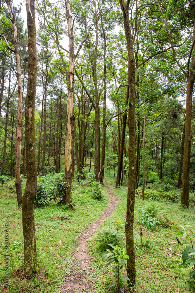 Tropical forest in Vietnam. Tropical rainforests can be characterized in two words: hot and wet. Mean monthly temperatures exceed 18 °C (64 °F) during all months of the year.