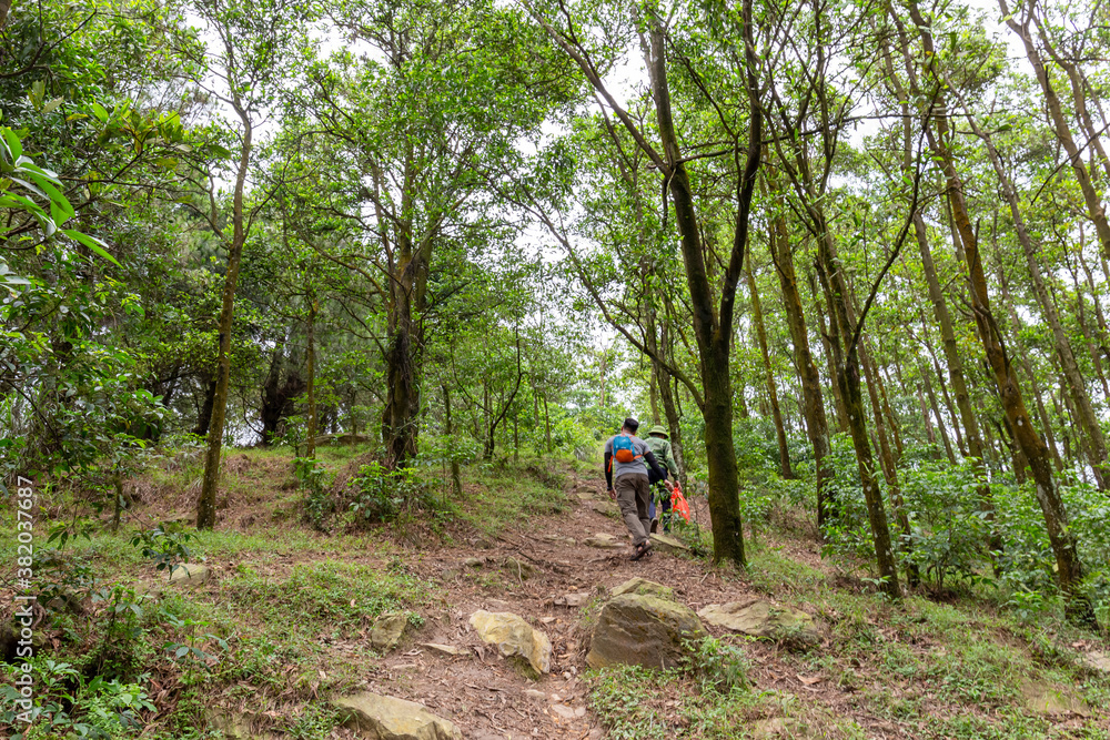 Traveller in the forest. Trekking is very popular in Vietnam Traveller in the forest. Trekking is very popular in Vietnam