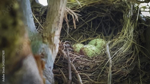 Bird eggs in the nest almost to burst