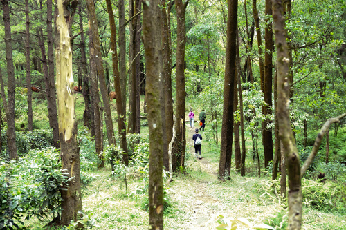 Traveller in the forest. Trekking is very popular in Vietnam © Nam