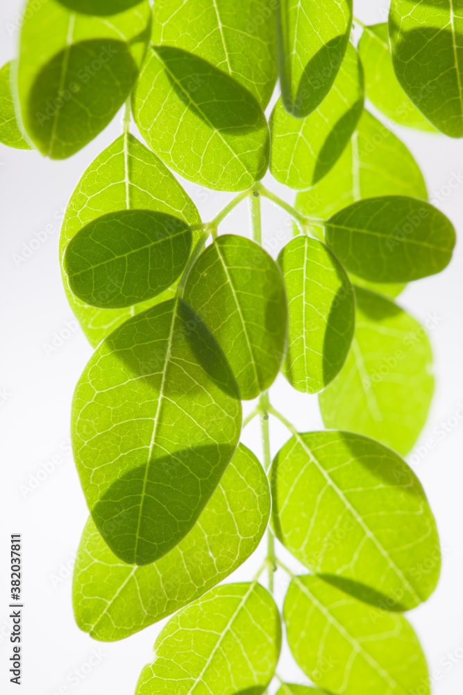 Fresh green leaves on isolated background. Fresh green leaves on isolated background.
