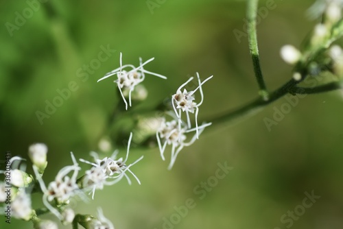 Eupatorium makinoi (Boneset) / Asteraceae perennial plant photo