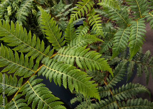 Flora foliage. Closeup view of Cyathea cooperi fern, also known as Australian Tree Fern, beautiful green leaves and leaflets texture and pattern. photo