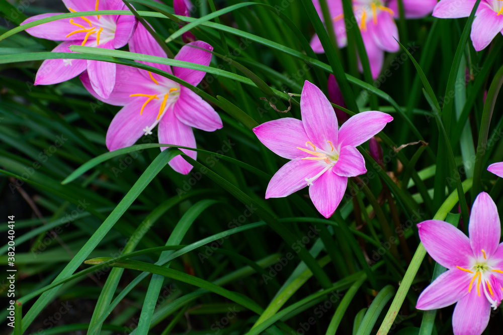 花 花