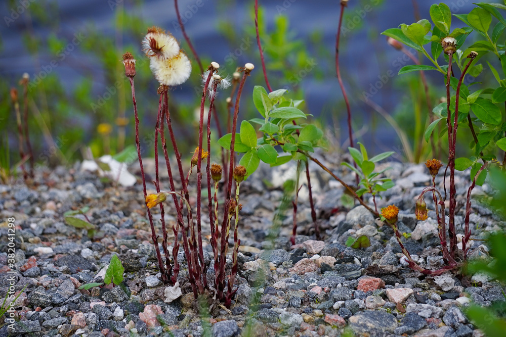 Naklejka premium Mother-and-stepmother flowers