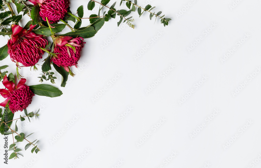 Beautiful Australian native red waratah flowers and eucalyptus leaves, creating a floral border