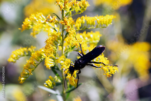 Macro Great Black Wasp (Sphex pensylvanicus) on yellow goldenrod on sunny day photo