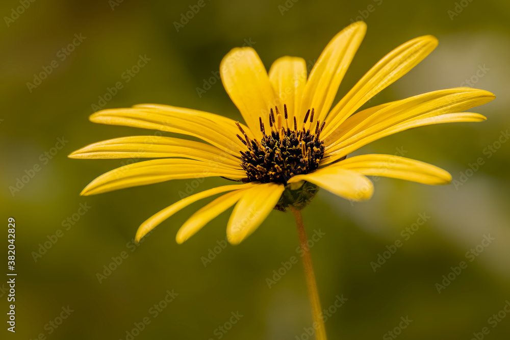 Obraz premium Cape Weed Daisy flower