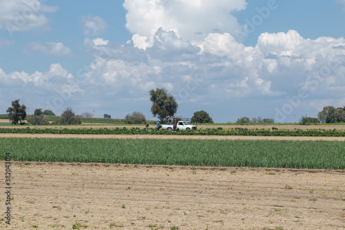 onion crop field in mexico photo