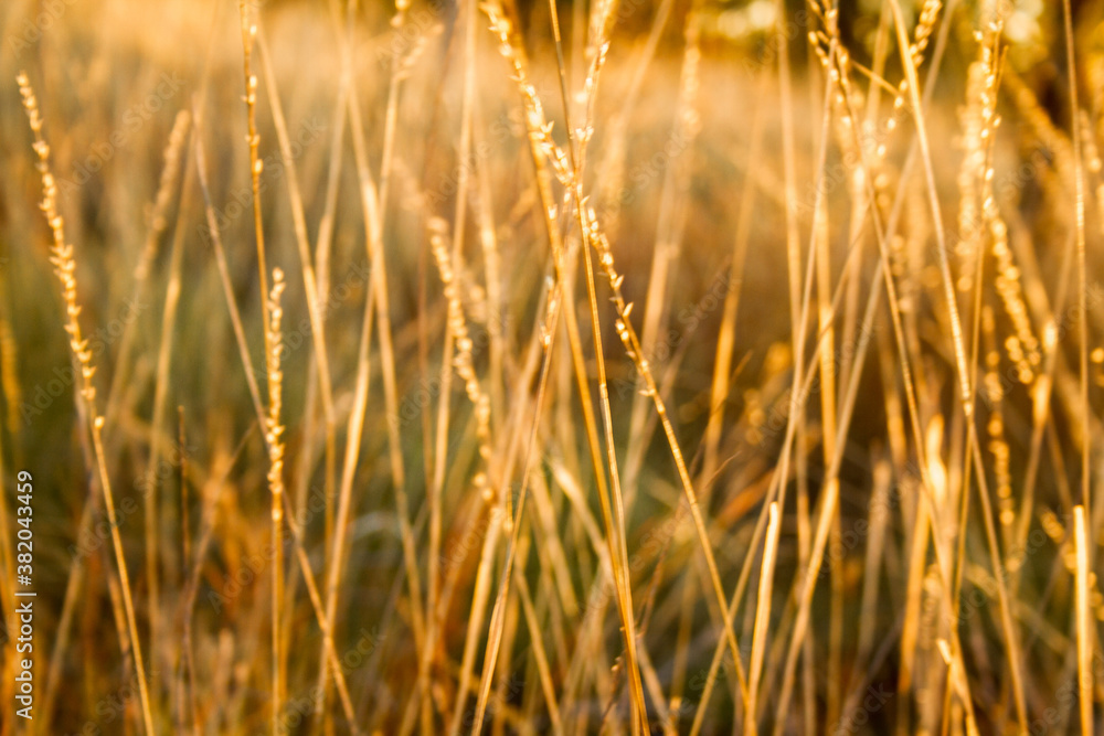 Obraz premium Dry grass with light shining, close up.