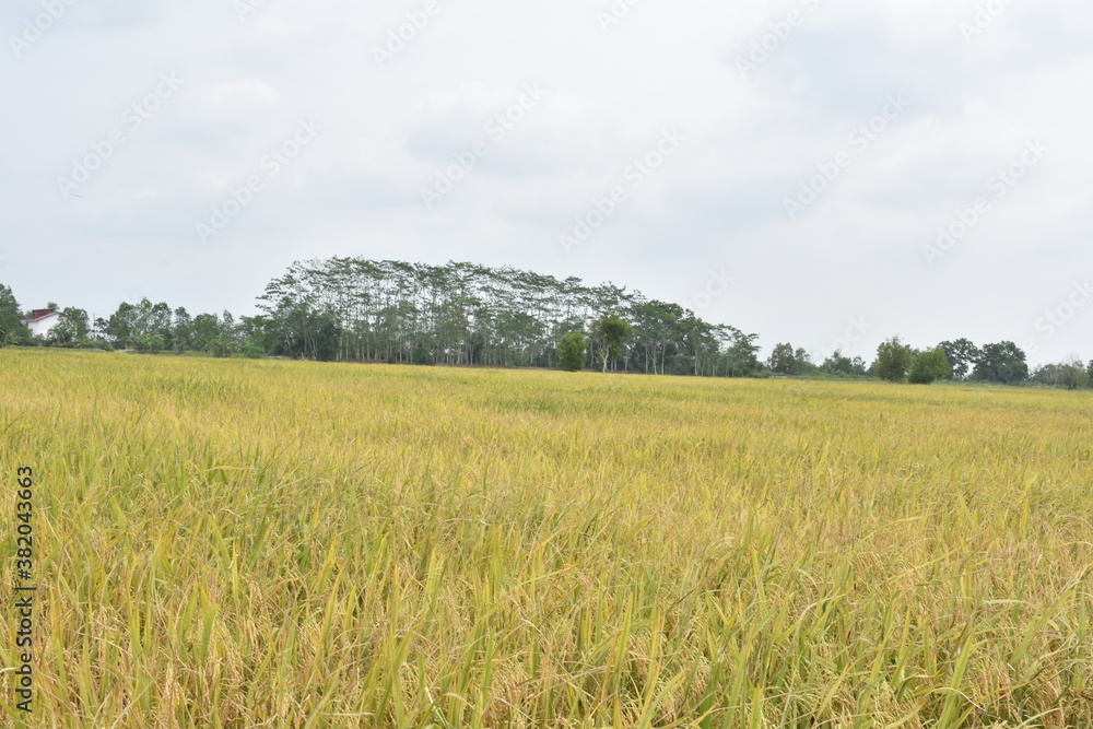 Rice farming in Banyuasin district, South Sumatra province
