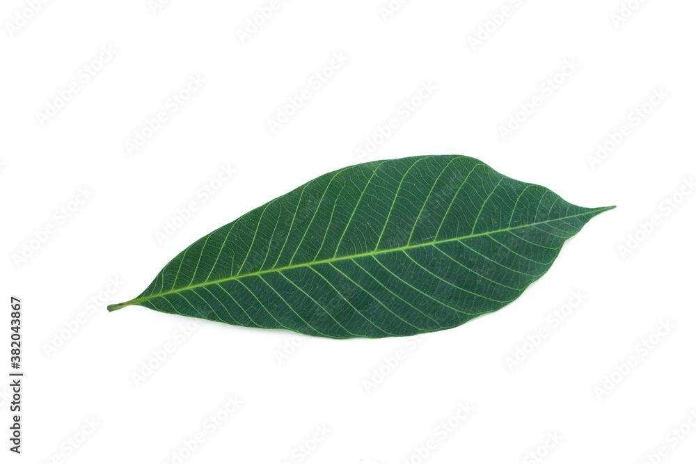 Fototapeta premium Hevea brasiliensis on white background.Rubber leaves.
