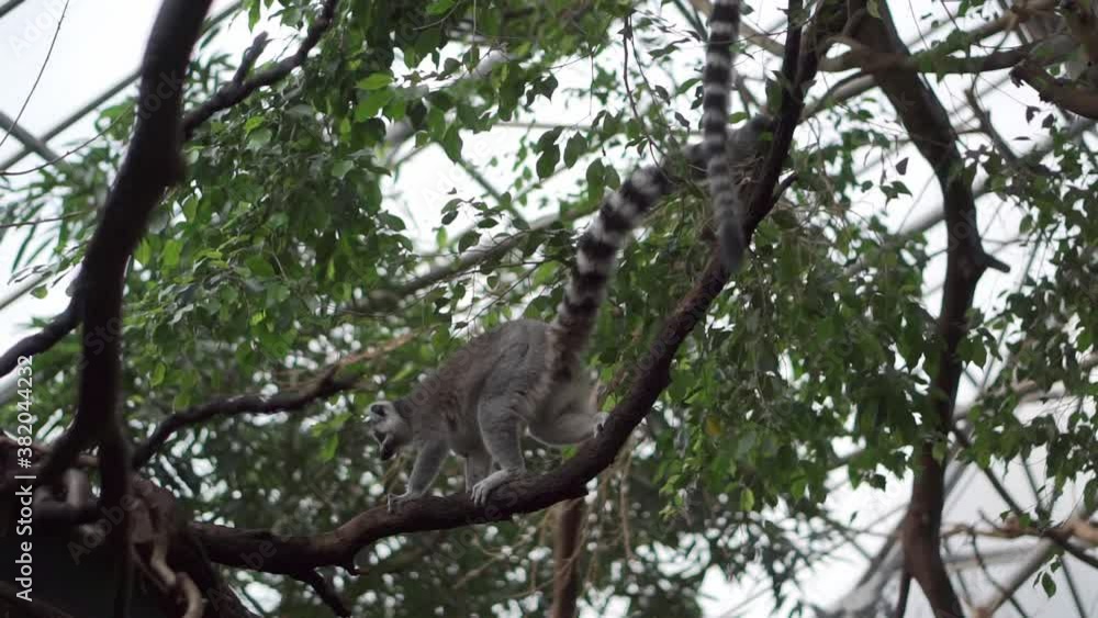 a beautiful lemur walking down a tree chewing its food a beautiful lemur walking down a tree chewing its food