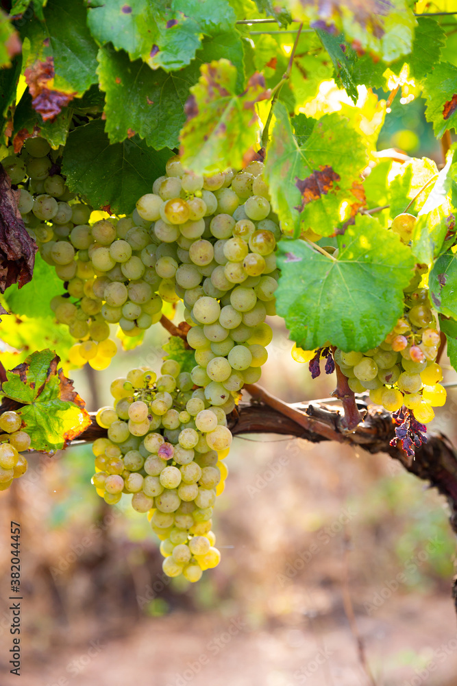 Closeup of bunches of ripe white grapes on vine in vineyard. Selective focus