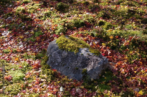 秋、敷き詰められた苔と落ち葉