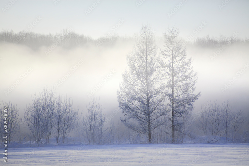 雪原のけあらしと木々 雪原のけあらしと木々