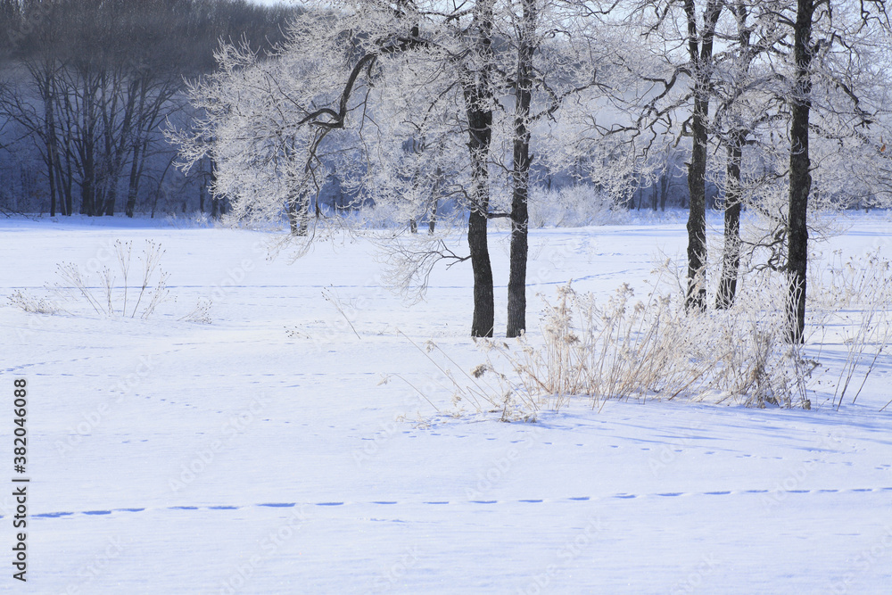 Obraz premium 雪原の木々